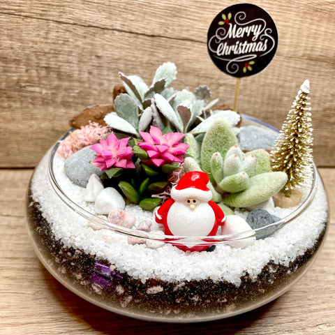 Candy Cane Bloom Xmas Succulents Arrangement Mid Range Terrarium