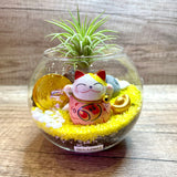 Cute Aislinn Auspicious Airplant Terrarium