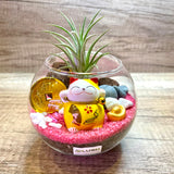 Cute Aislinn Auspicious Airplant Terrarium