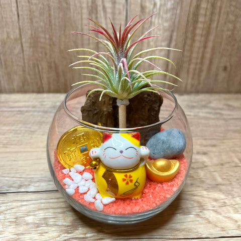 Cute Aislinn Auspicious Airplant Terrarium