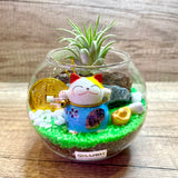 Cute Aislinn Auspicious Airplant Terrarium