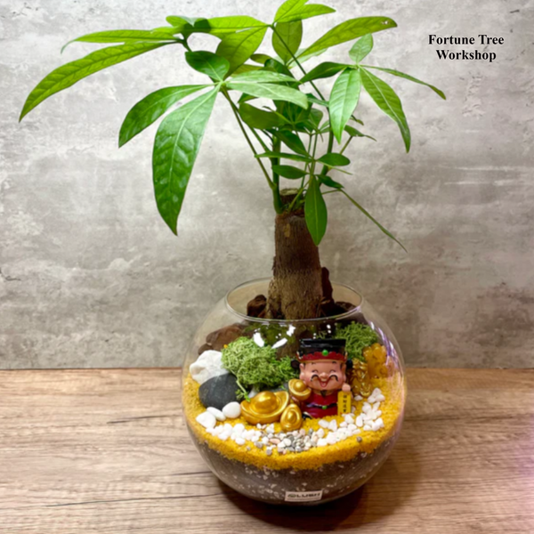 NEW! Auspicious Pachira Fortune Tree in Glass Bowl (L) Couple Terrarium Workshop