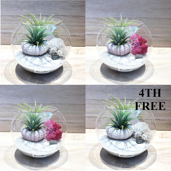 BUY 3 GET 1 FREE Airplant Terrarium