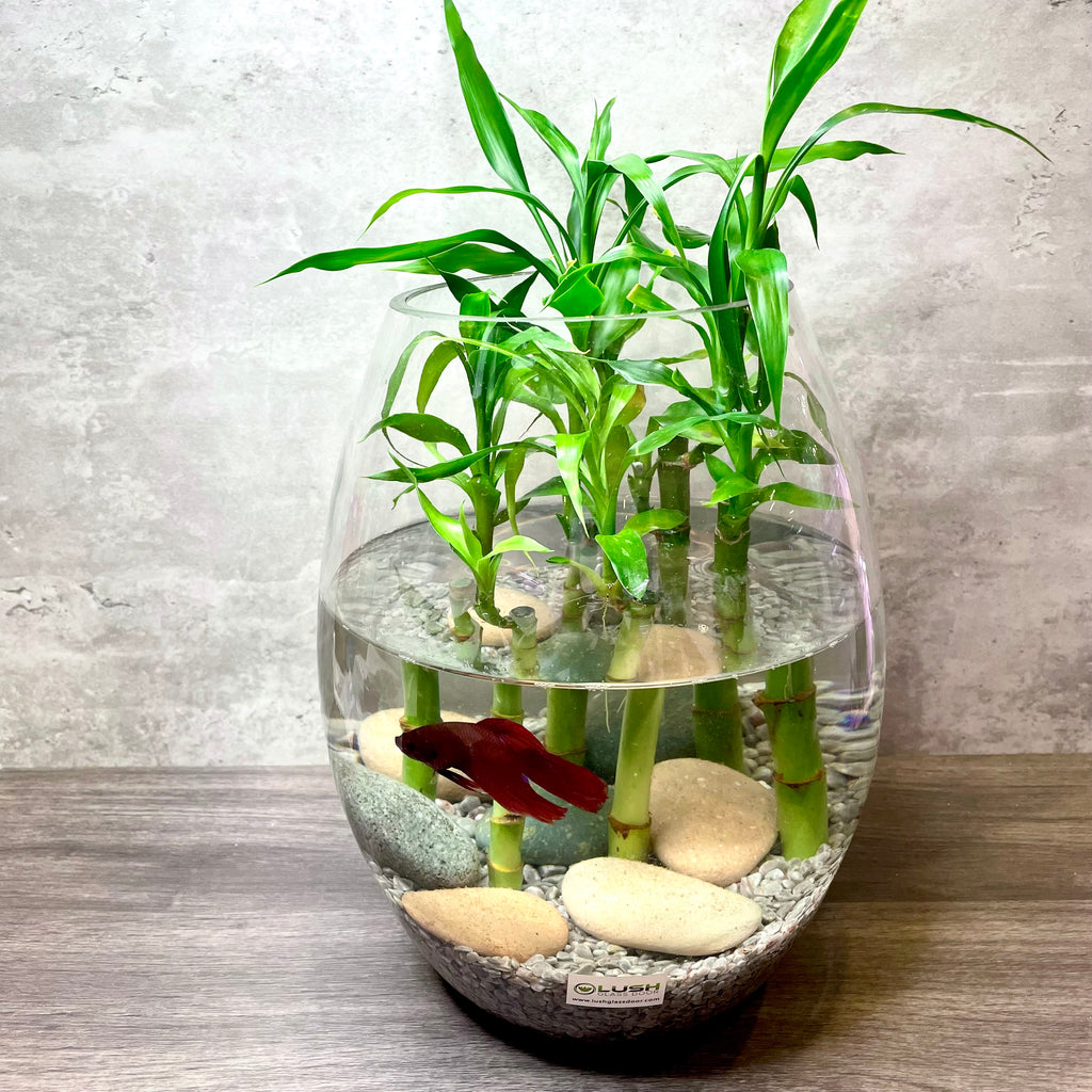 lucky bamboo betta bowl with